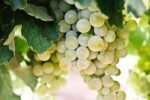 Whitehall Pinot Gris 2021 (6 Bottles) Chippenham, Wiltshire, England - Image 7