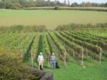 Winding Wood Brut Rosé 2020 (6 Bottles) Hungerford, Berkshire, England - Image 5