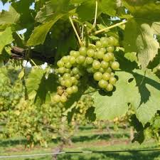 Winklestone Vineyard Organic Bacchus 2023 (6 Bottles) Uckfield, East Sussex, England - Image 5