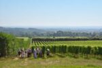 Yotes Court 'Hands and Heels' Pinot Blanc 2021 (6 Bottles) Maidstone, Kent, England - Image 4