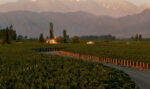 Luigi Bosca de Sangre White Blend (6 Bottles) Mendoza, Argentina - Image 7
