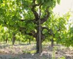 Gnarly Head Pinot Noir 2022 (6 Bottles) Lodi, USA - Image 7