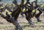 Gnarly Head Pinot Noir 2022 (6 Bottles) Lodi, USA - Image 5