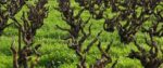 Gnarly Head Pinot Noir 2022 (6 Bottles) Lodi, USA - Image 4