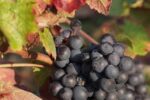Domaine Chignard Fleurie Les Moriers 2022 (6 Bottles) Beaujolais, France - Image 3