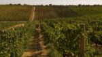 Il Folle Grillo 2024 (6 Bottles) Sicily, Italy - Image 5