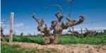 Glaetzer Wallace Red Blend 2021 (6 Bottles) Barossa Valley, South Australia - Image 4