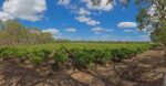 Heartland Sposa e Sposa 2021 (6 Bottles) Langhorne Creek, South Australia - Image 9