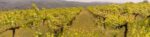 Makarounas Vineyards “Aerides” Xynisteri 2023 (6 Bottles) Pafos, Cyprus - Image 8