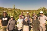 Makarounas Vineyards “Aerides” Xynisteri 2023 (6 Bottles) Pafos, Cyprus - Image 7