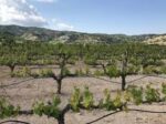 Makarounas Vineyards “Aerides” Xynisteri 2023 (6 Bottles) Pafos, Cyprus - Image 6