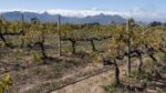 Post Tree Chenin Blanc 2024 (6 Bottles) Swartland, South Africa - Image 7
