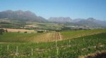 Post Tree Chenin Blanc 2024 (6 Bottles) Swartland, South Africa - Image 5