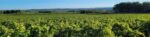 Domaine de Cantagrils Picpoul de Pinet 2024 (6 Bottles) Languedoc-Roussillon, France - Image 3