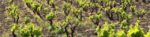 Bodegas Frontonio Botijo Rojo 2023 (6 Bottles) Aragon, Spain - Image 6