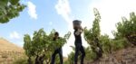 Bodegas Frontonio Botijo Rojo 2023 (6 Bottles) Aragon, Spain - Image 7