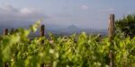 Herència Altés Garnatxa Blanca 2024 (6 Bottles) Terra Alta, Spain - Image 9