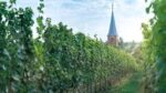 Weingut Von Buhl Bone Dry Riesling 2024 (6 Bottles) Pfalz, Germany - Image 5