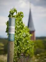 Weingut Von Buhl Bone Dry Riesling 2024 (6 Bottles) Pfalz, Germany - Image 9