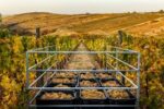 Juliet Victor Estate Furmint 2021 (6 Bottles) Tokaj, Hungary - Image 4