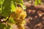 Juliet Victor Estate Furmint 2021 (6 Bottles) Tokaj, Hungary - Image 6